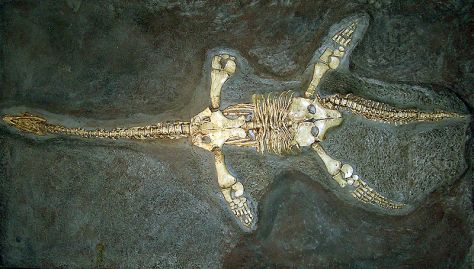 plesiosaur-fossil2