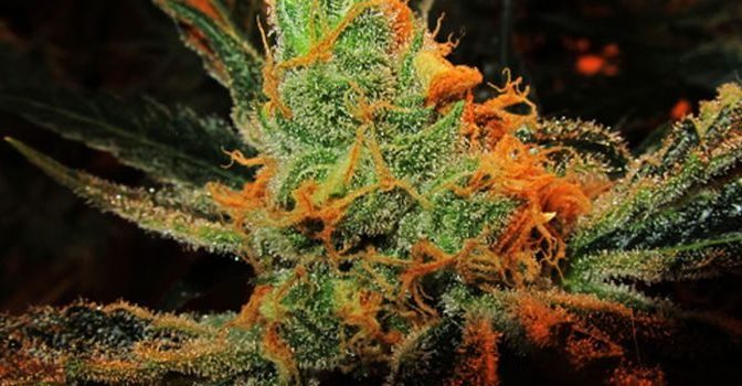 Study Claims Marijuana Fights Alzheimer’s, Removes Toxins From Brain | Your News Wire