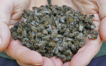 Wakeup Call: 347 Native Bee Species ‘Spiraling Toward Extinction’ » The Event Chronicle